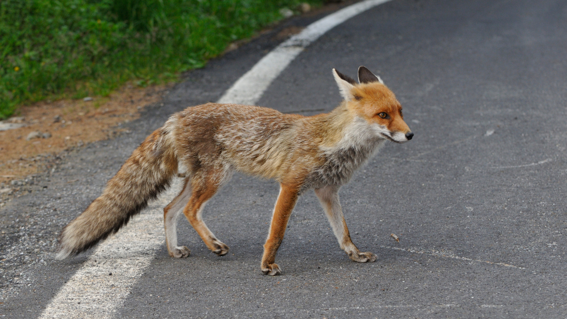 red fox