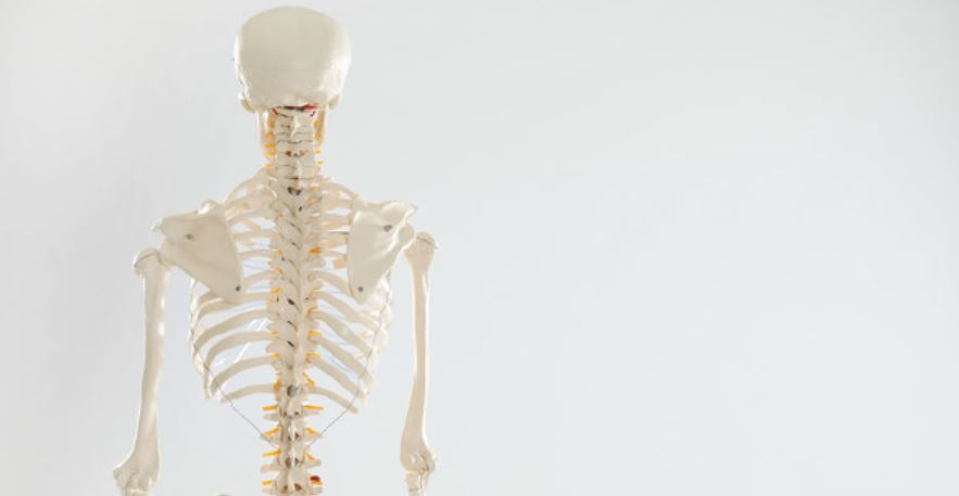 bone muscle loss gmi