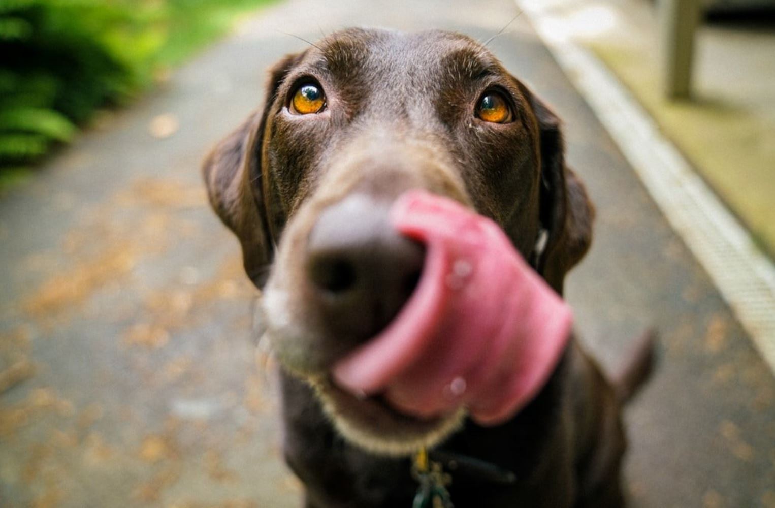 dog tmu dog tmu