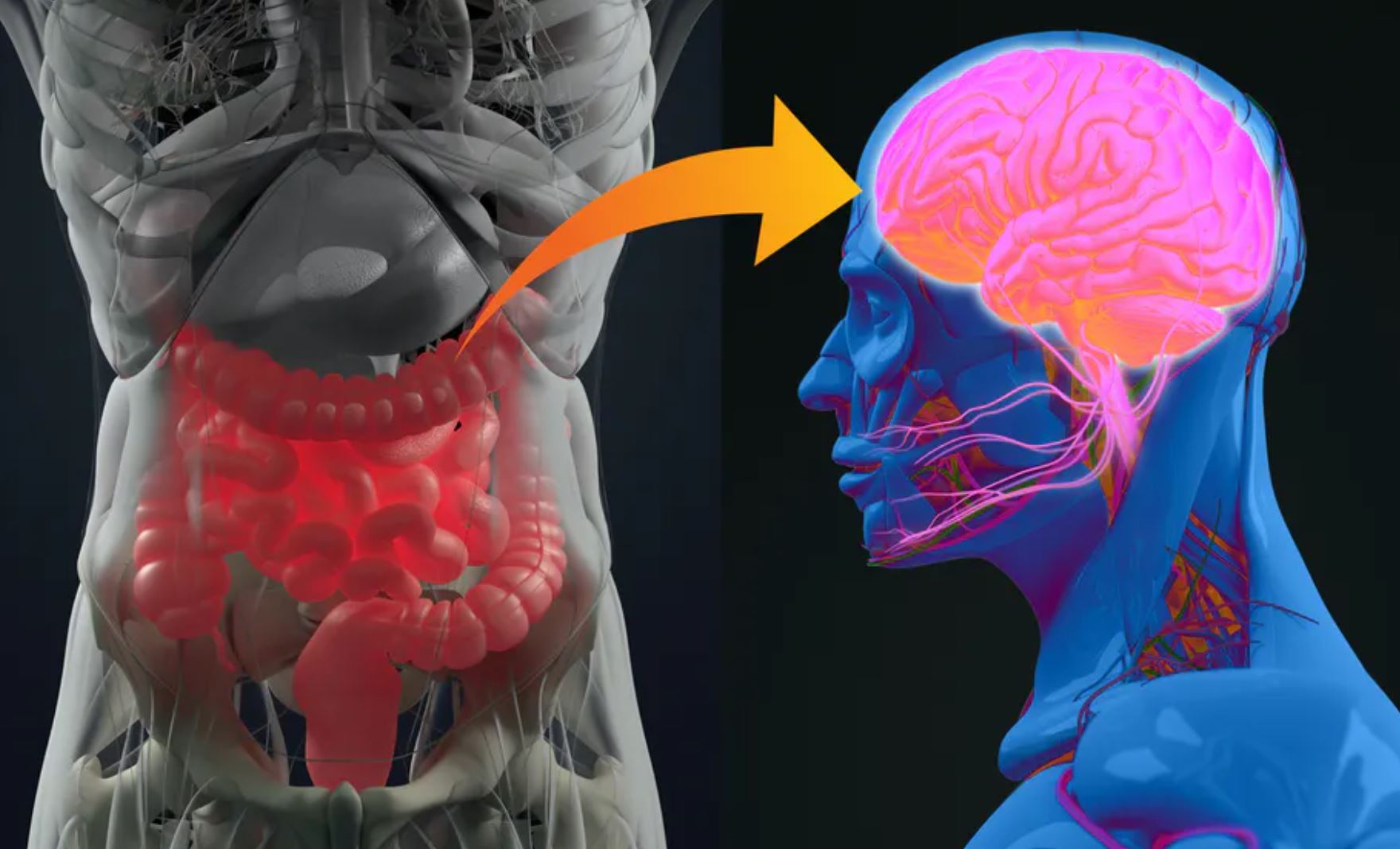 gut brain conversation gut brain conversation