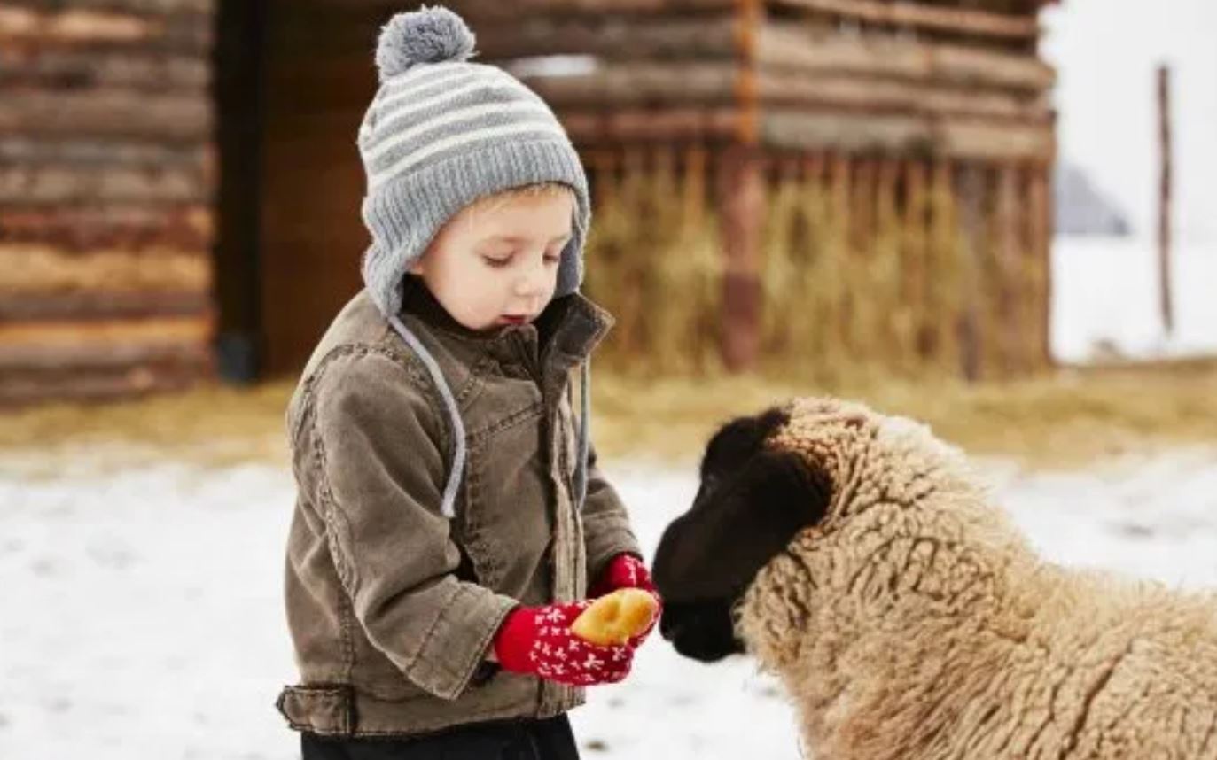 homesteading tips
