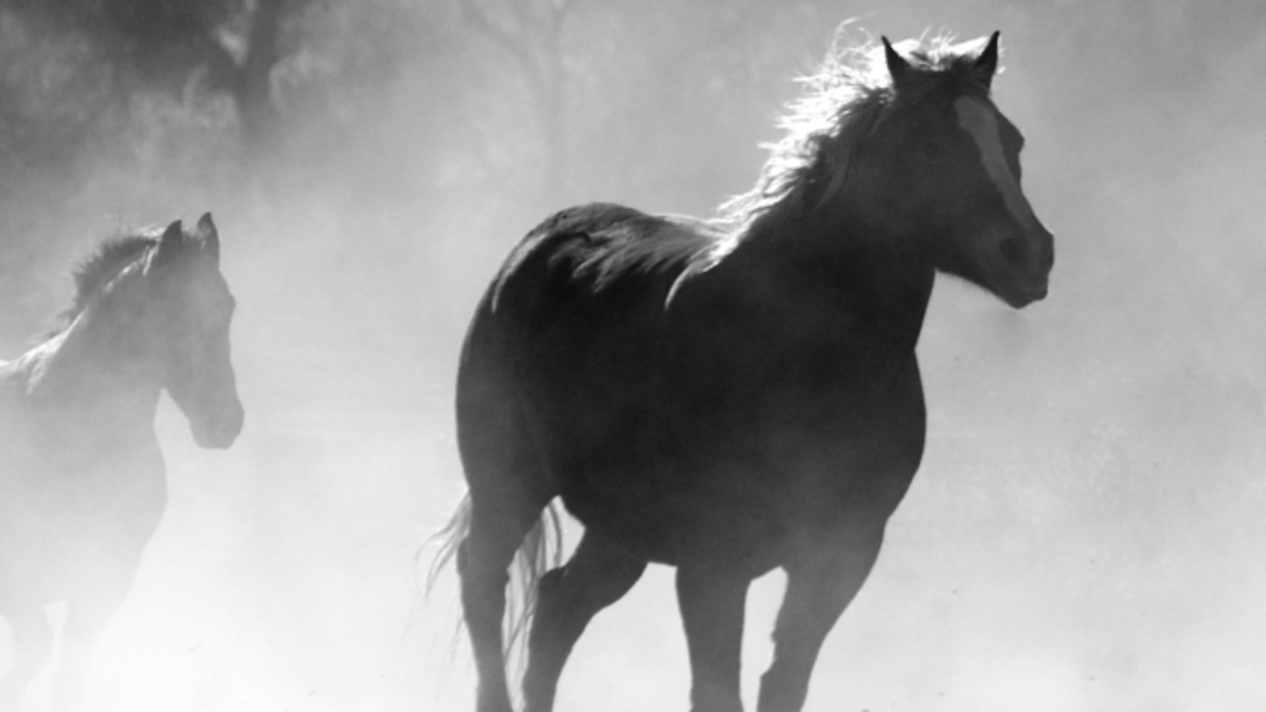 spirit horse rn spirit horse rn