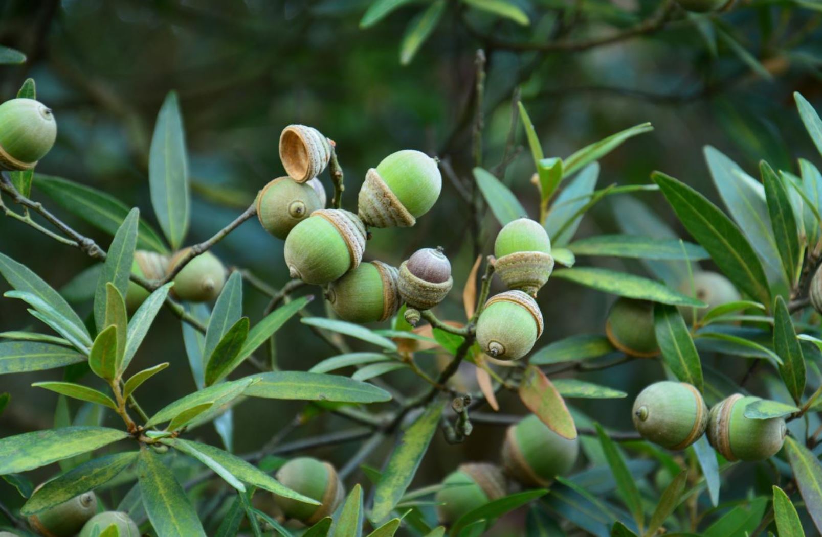 acorns