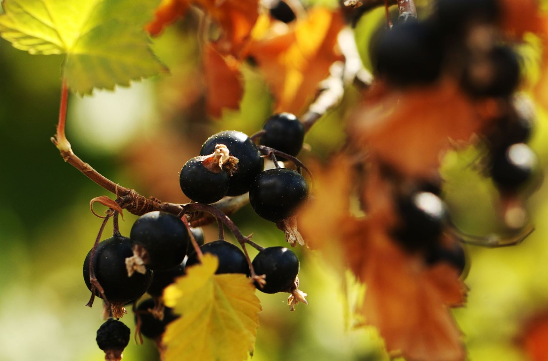 blackcurrant