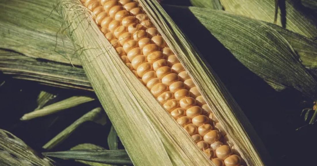 corn gmo corn gmo