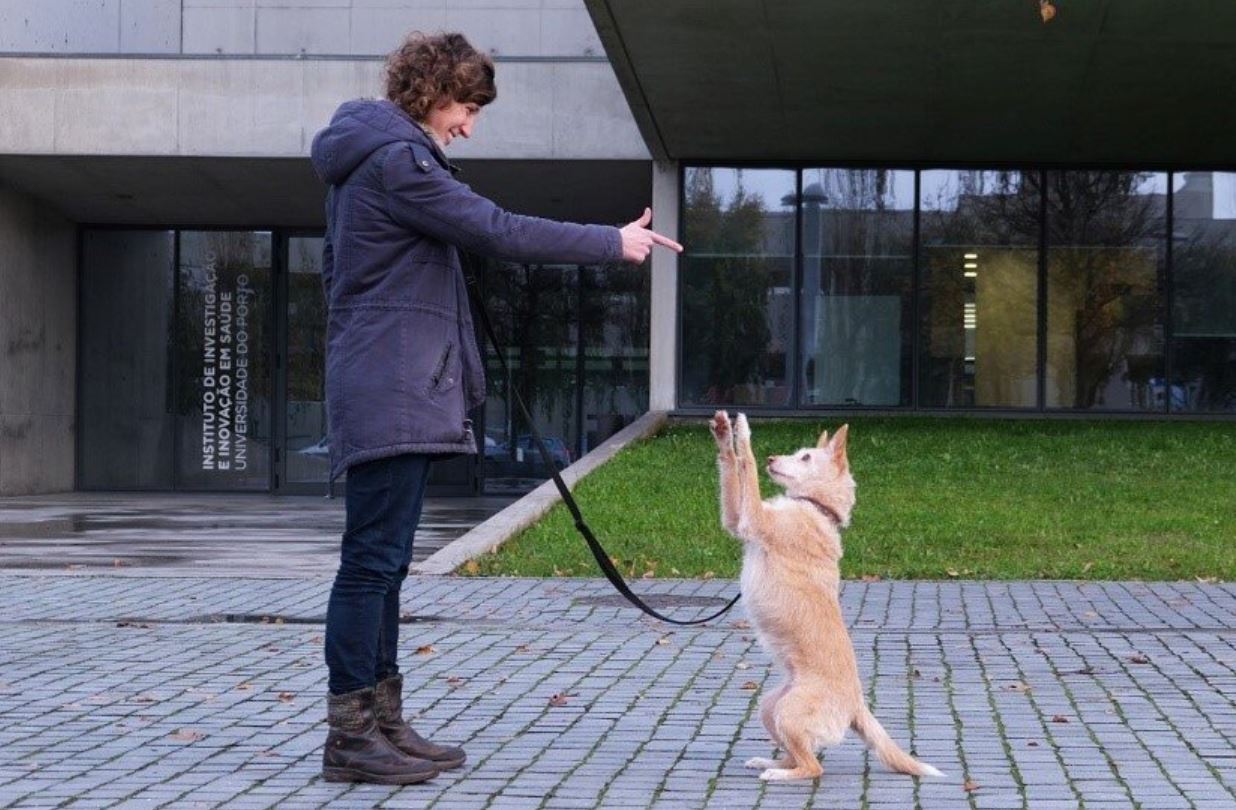 dog training dog training
