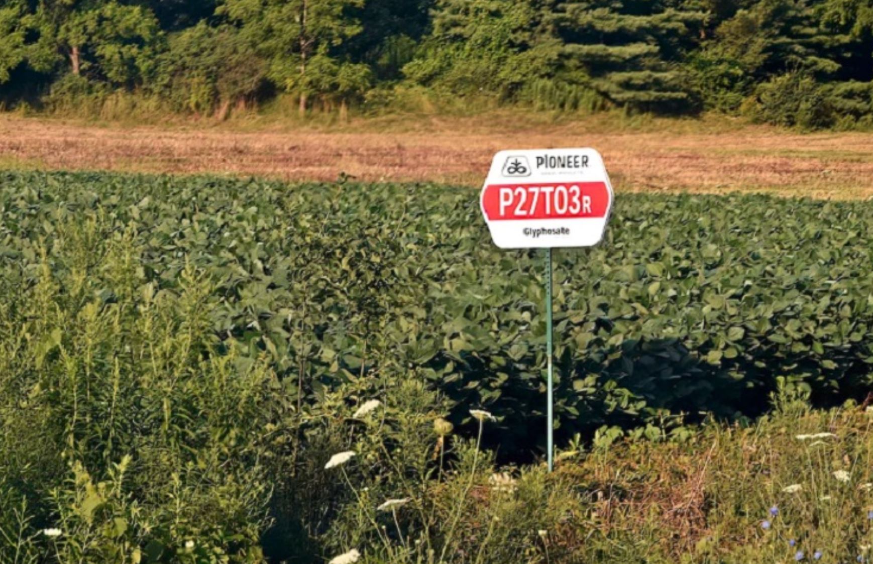glyphosate wt glyphosate wt