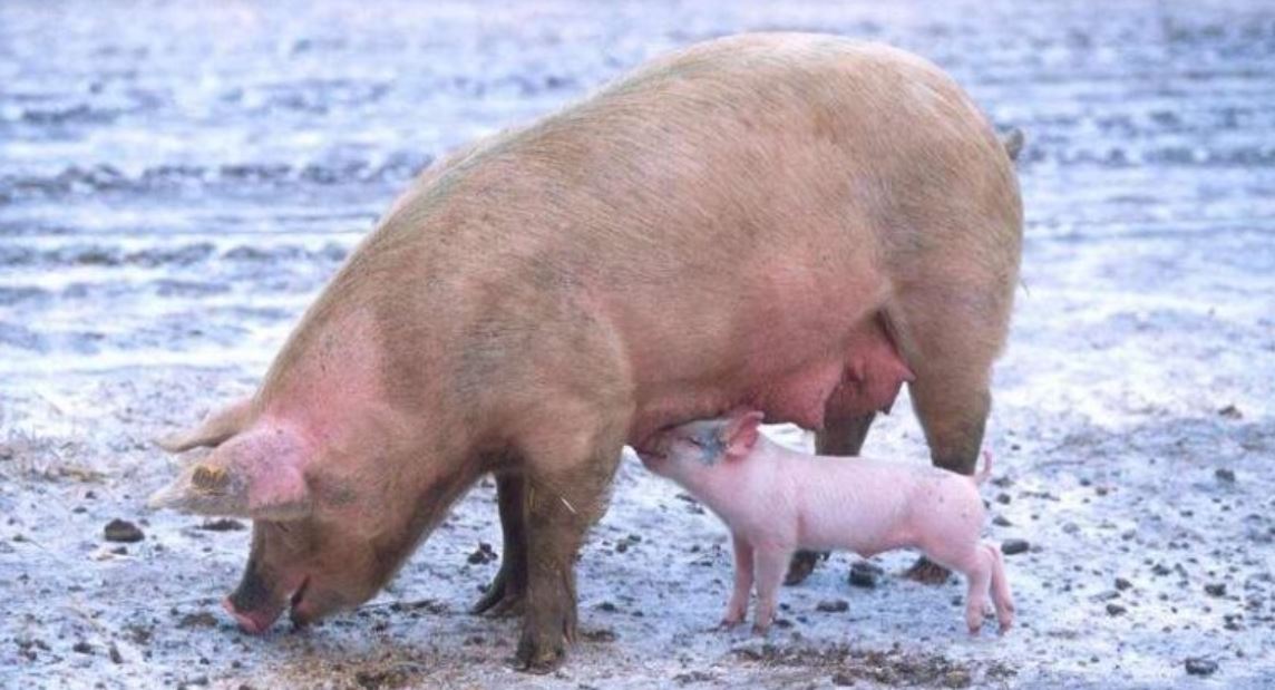 gmo pigs tnat