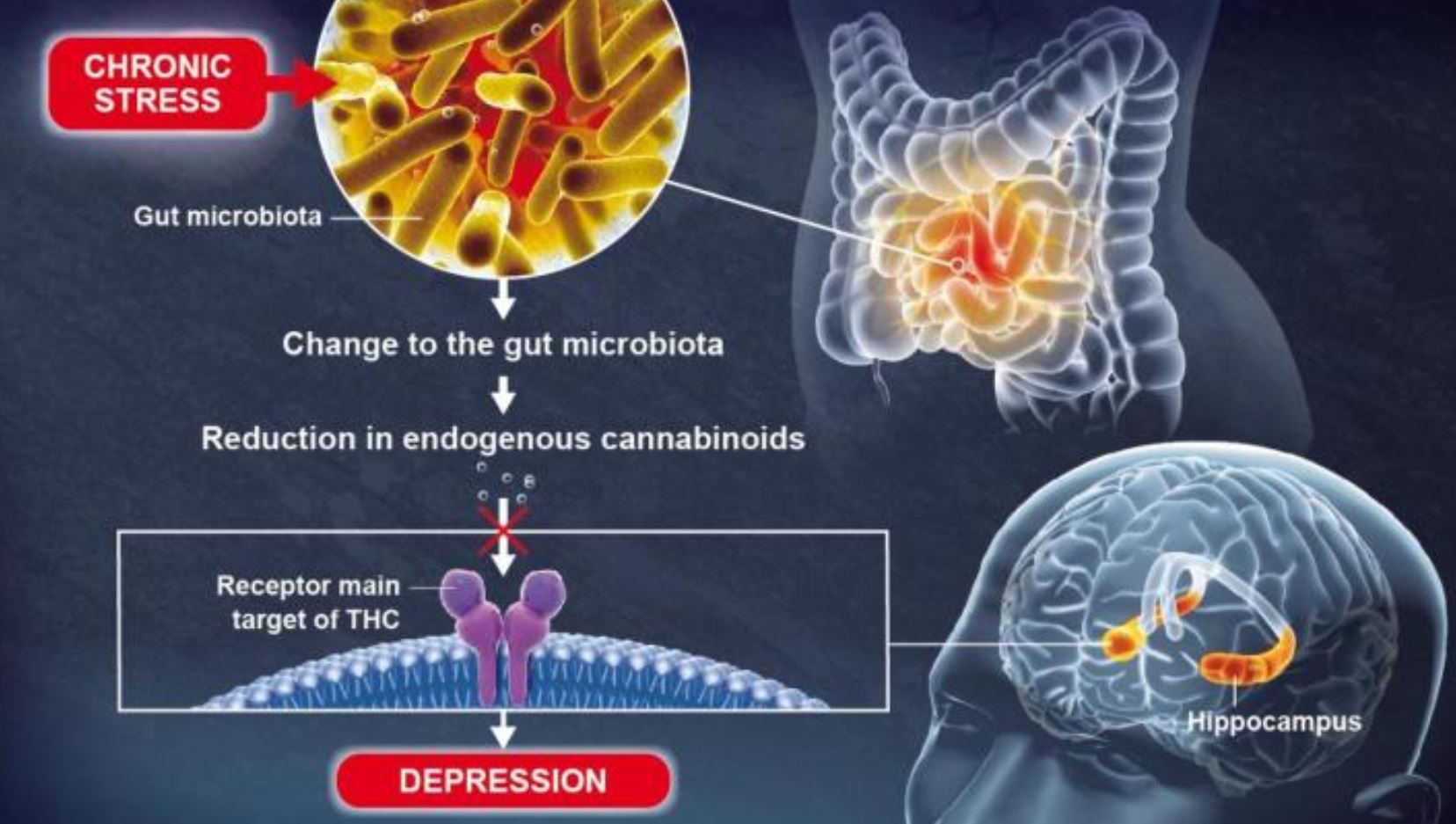 gut mental health