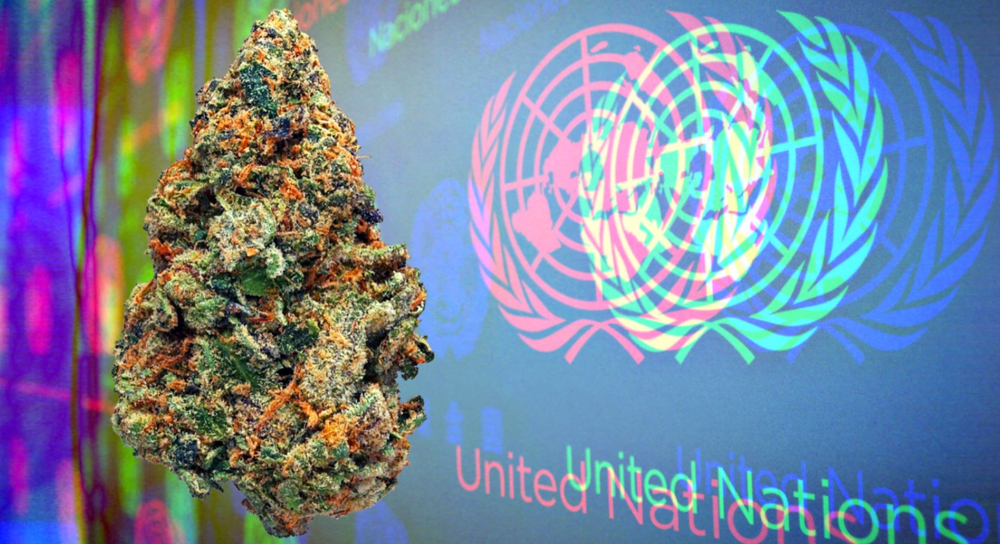 un cannabis