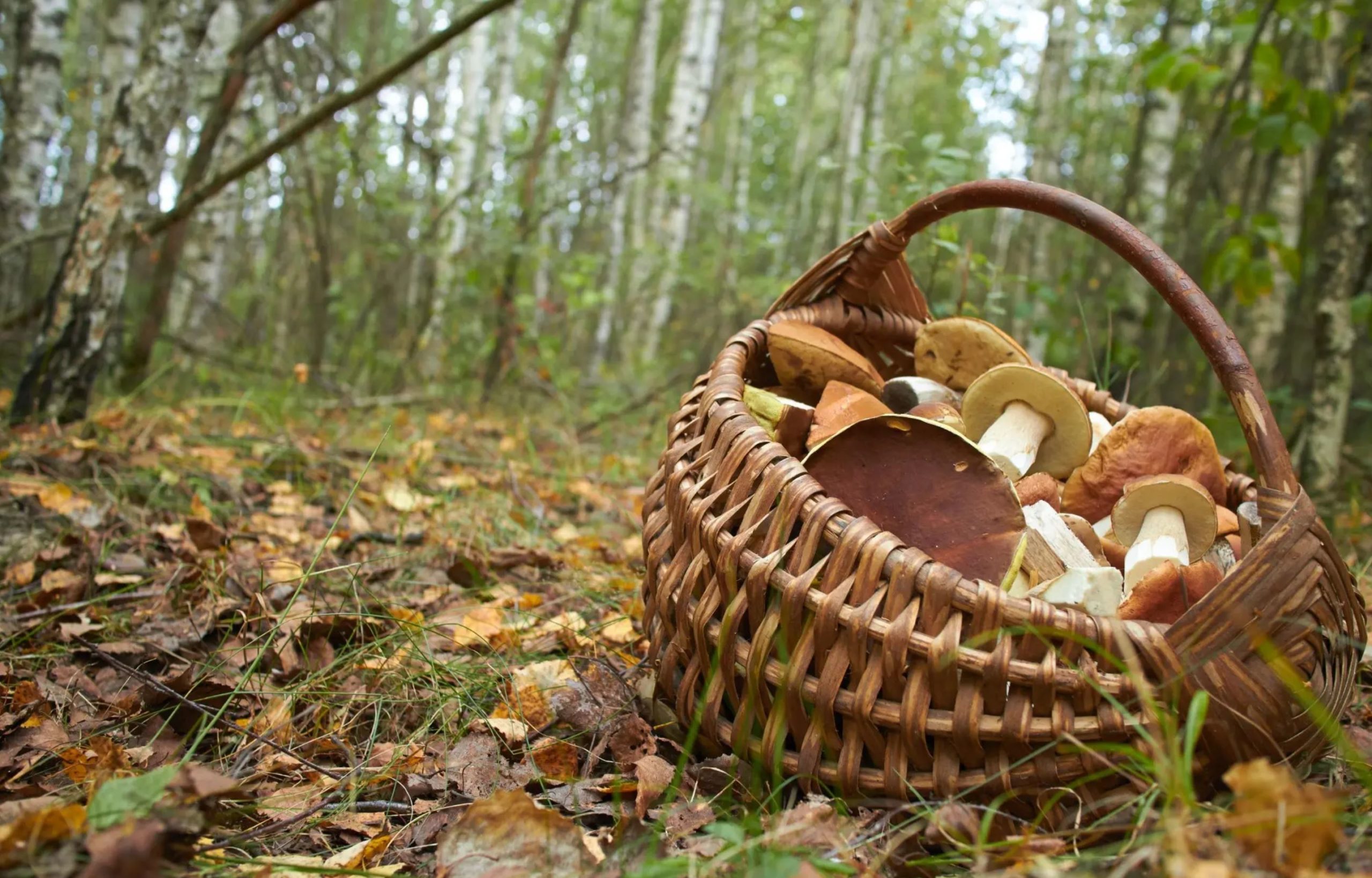urban foraging tt