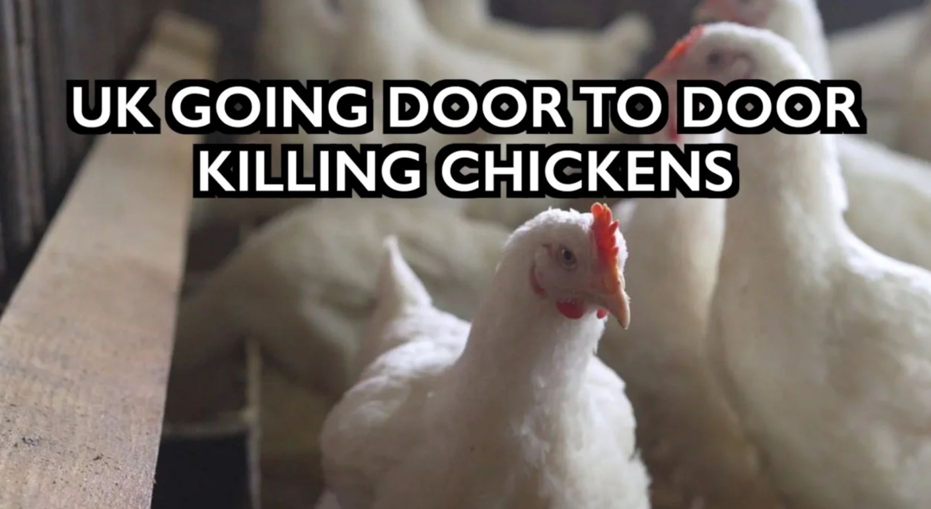 UK killing chickens