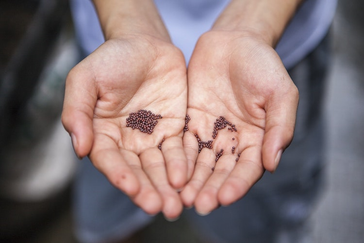 Unsplash-Seeds-1