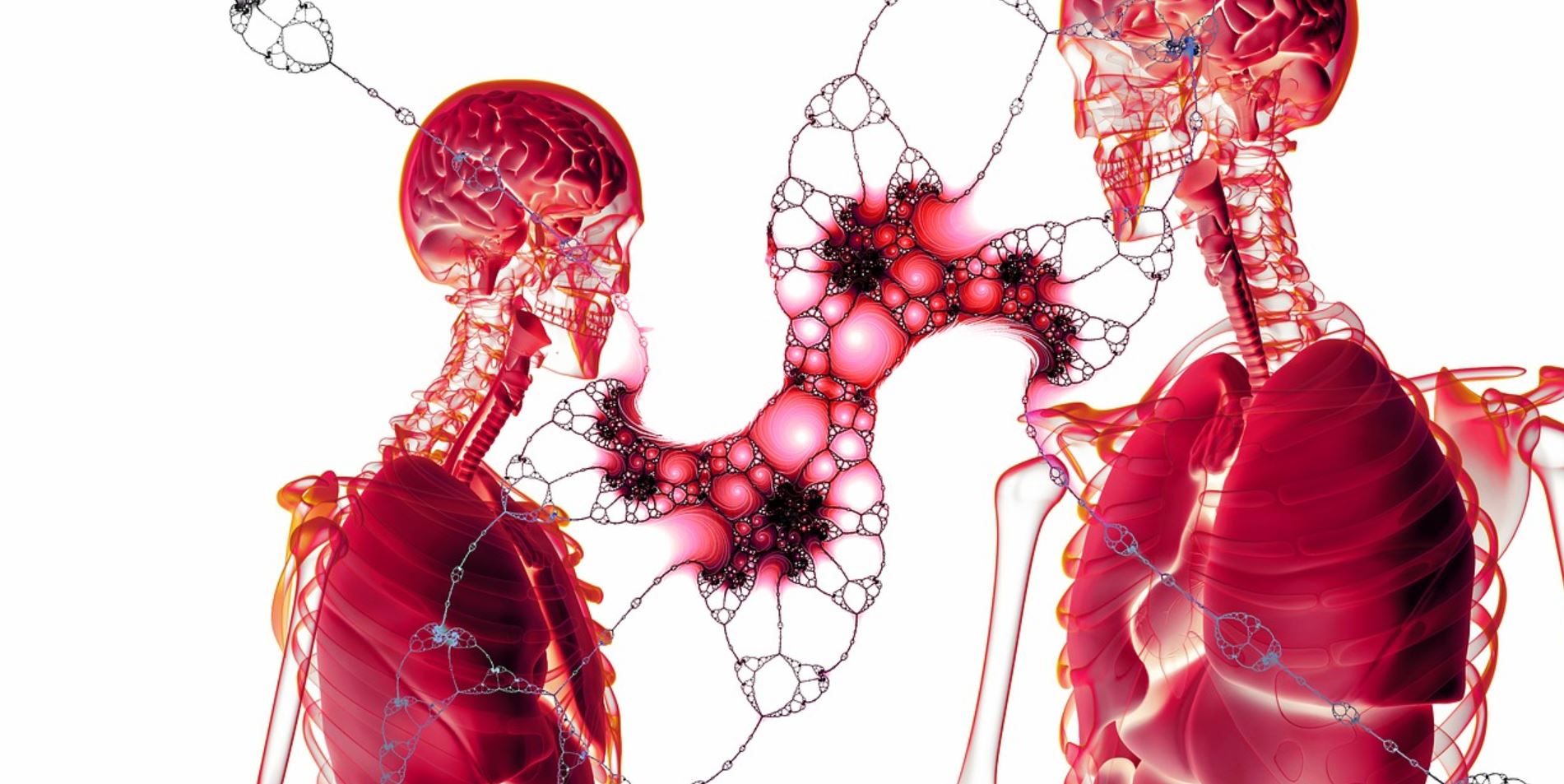 body tissues pix