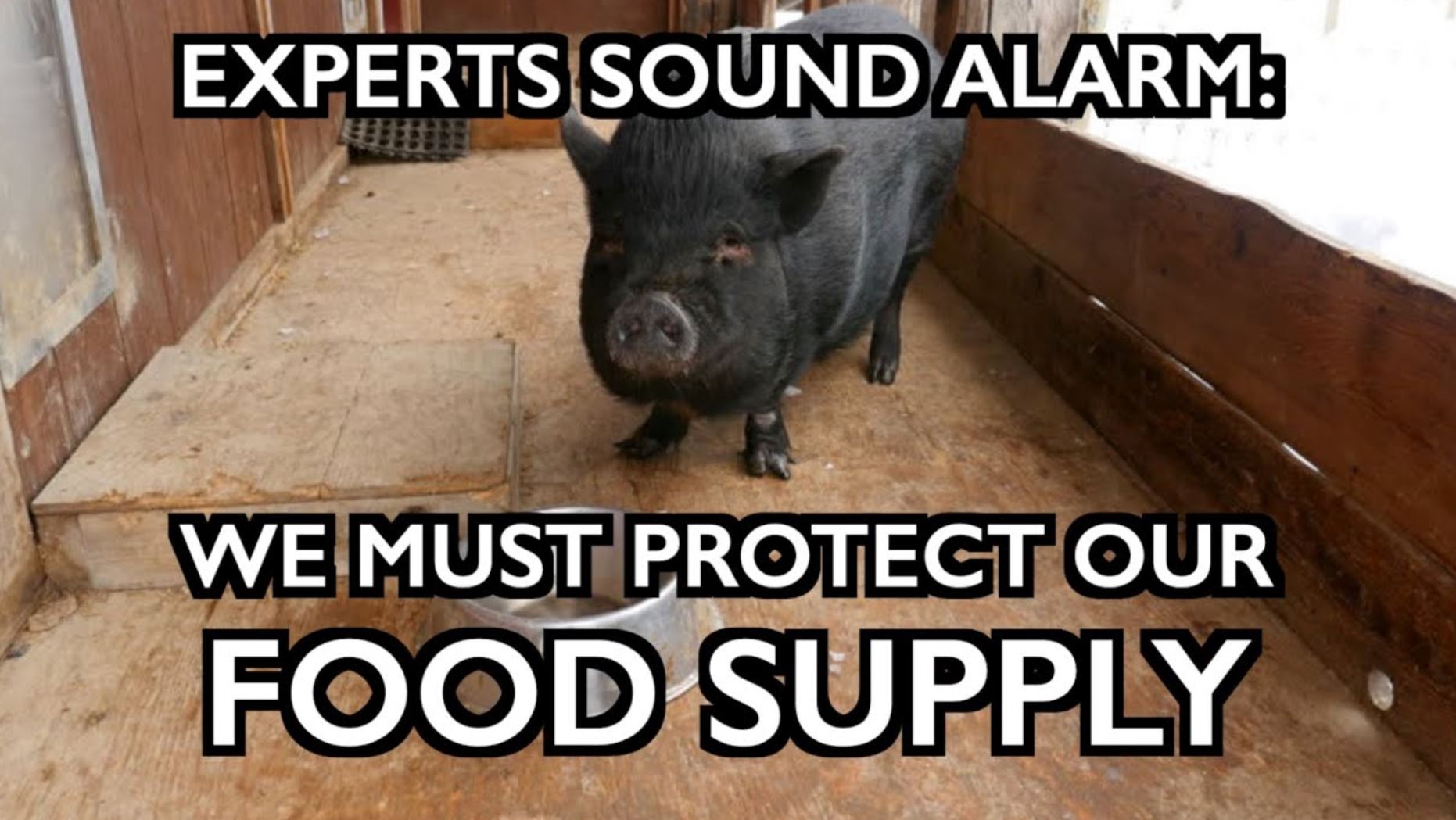 food supply iaf food supply iaf