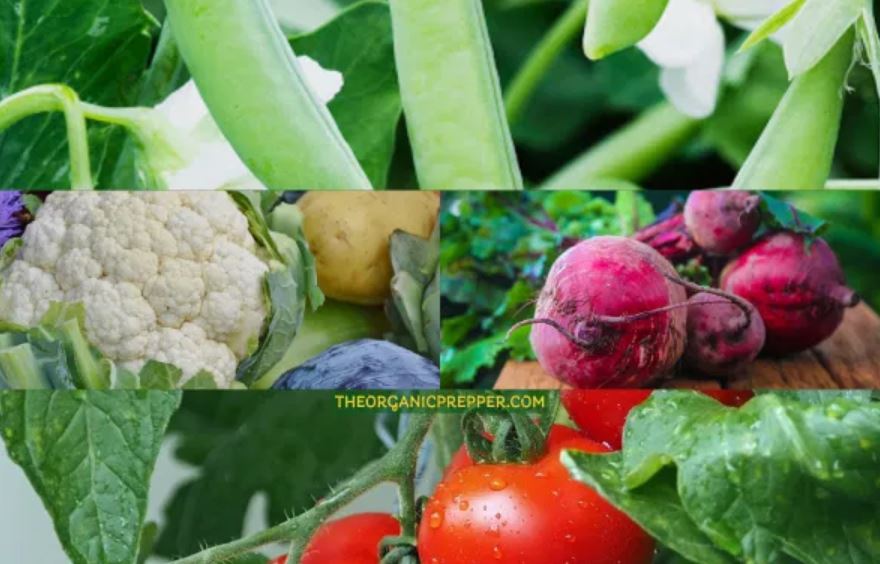 gardening organic prepper gardening organic prepper