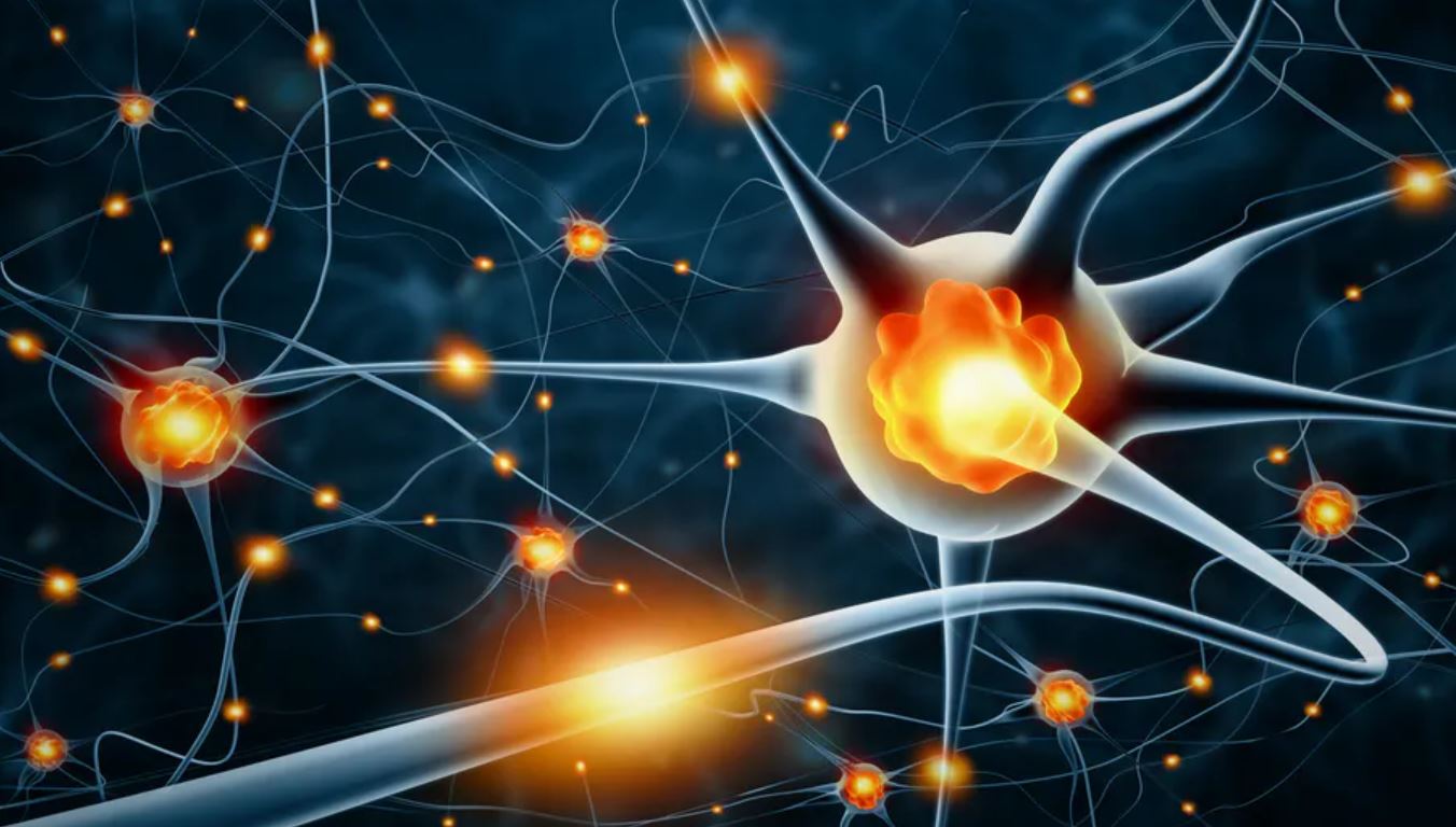 neurons conversation neurons conversation