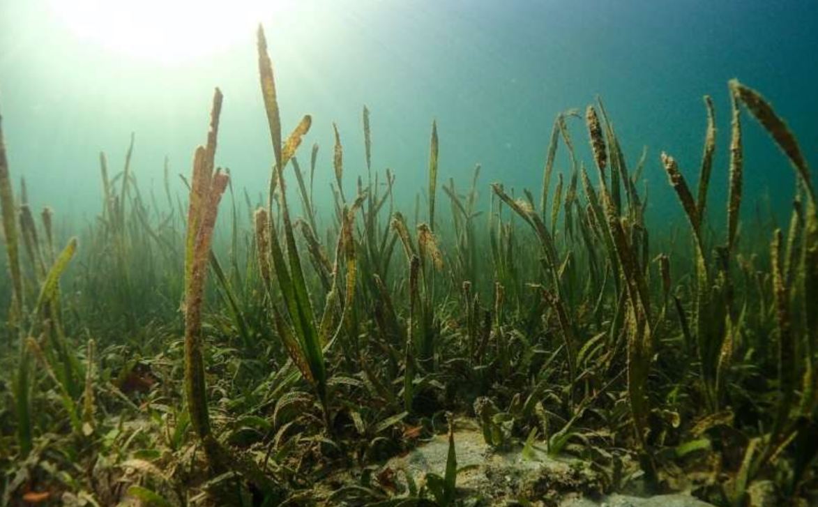 seagrass phys org