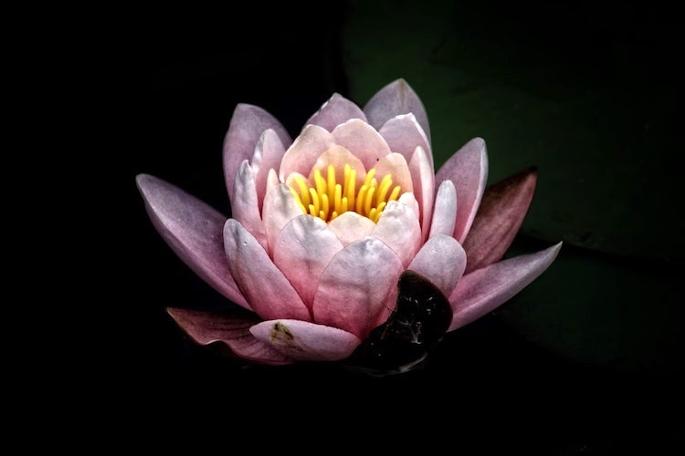 Unsplash-Dark-Lotus-Flower