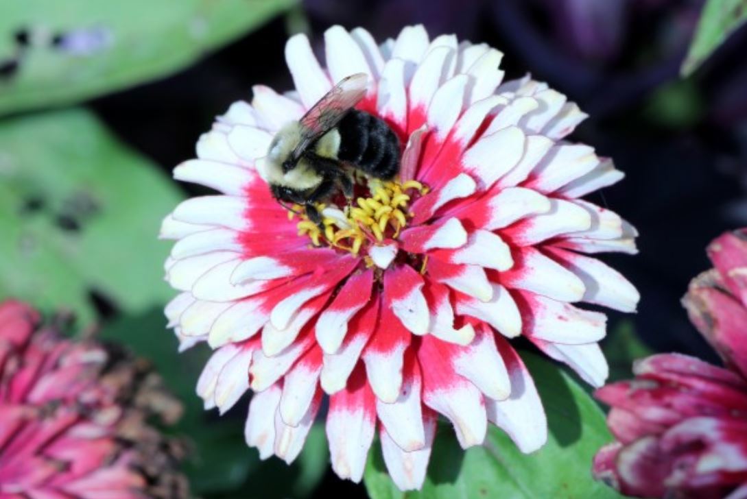 bee phys