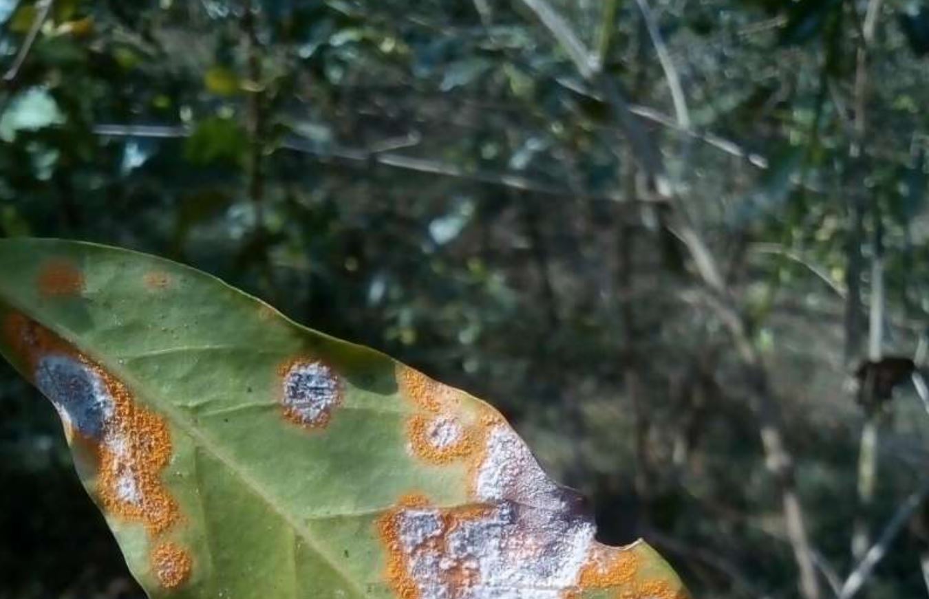 fungus fungus