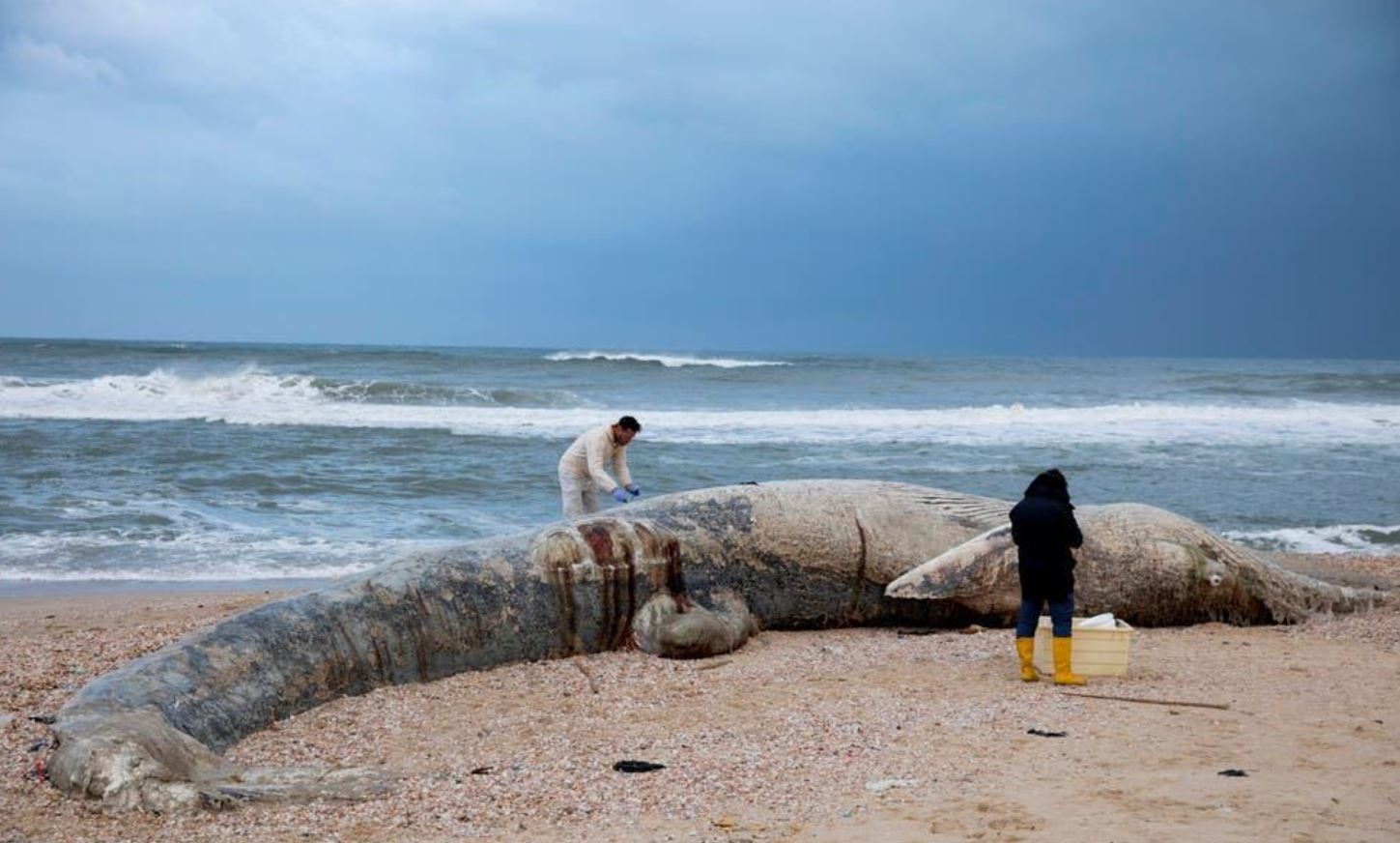 israel oil spill