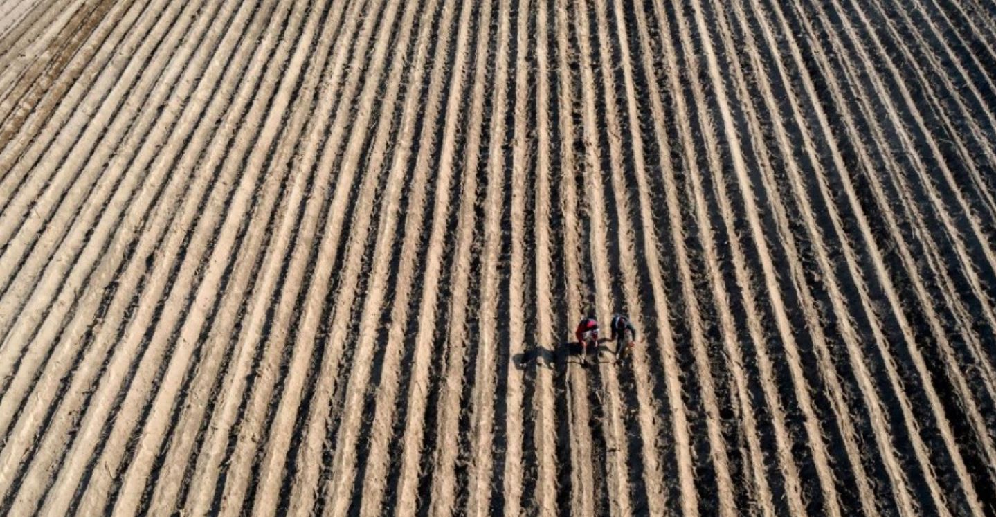 mexico glyphosate cd
