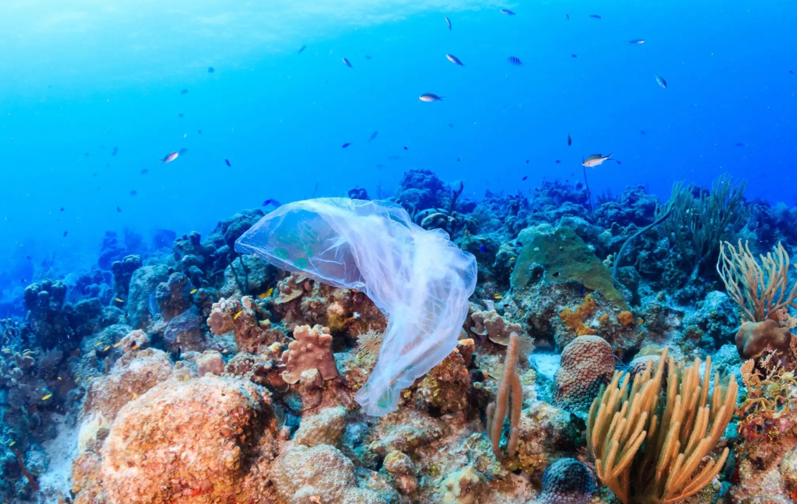ocean waste ocean waste