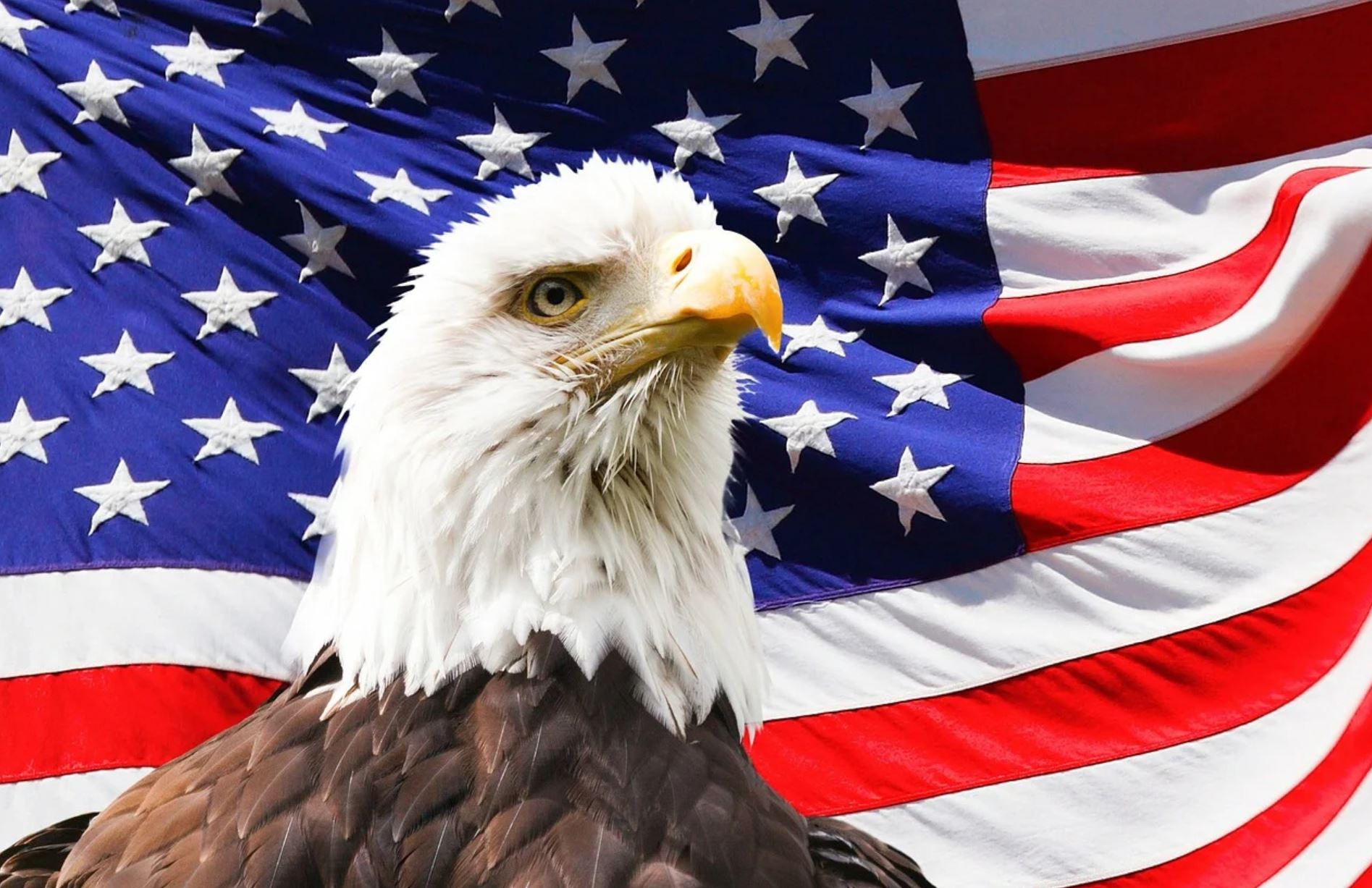 american bald eagle american bald eagle