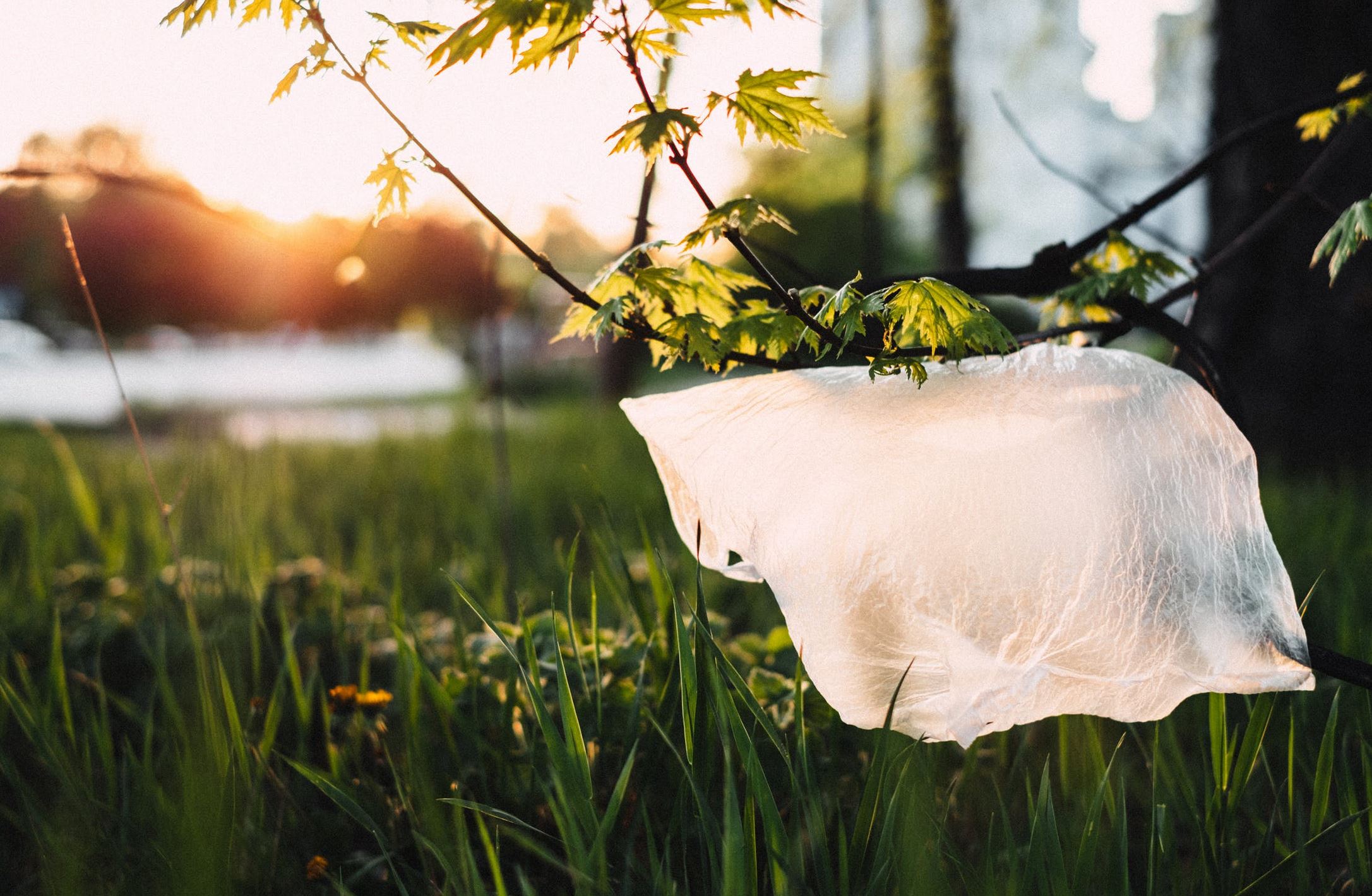 bioplastic freestocks org pexels bioplastic freestocks org pexels