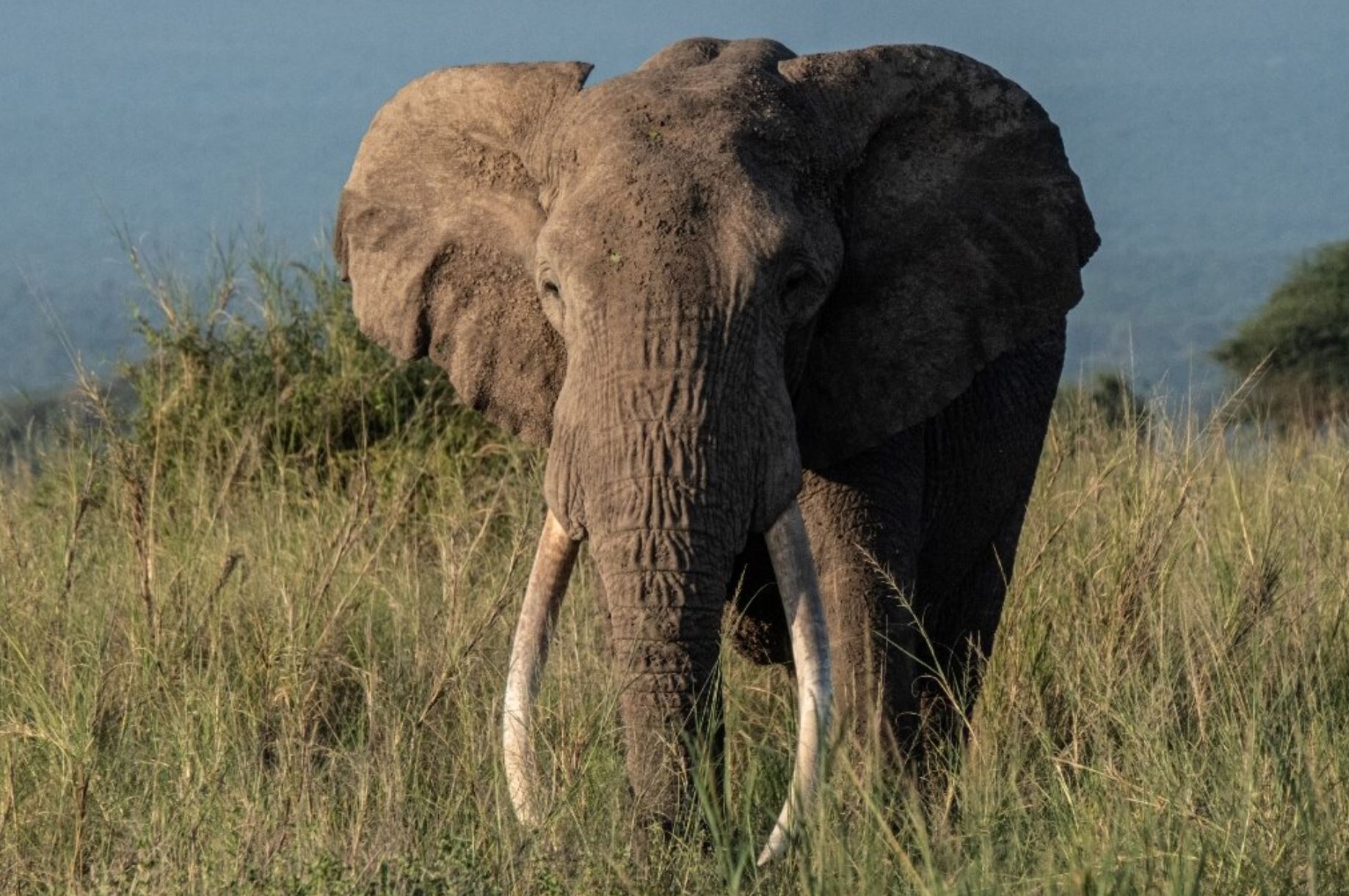 elephant phys org elephant phys org