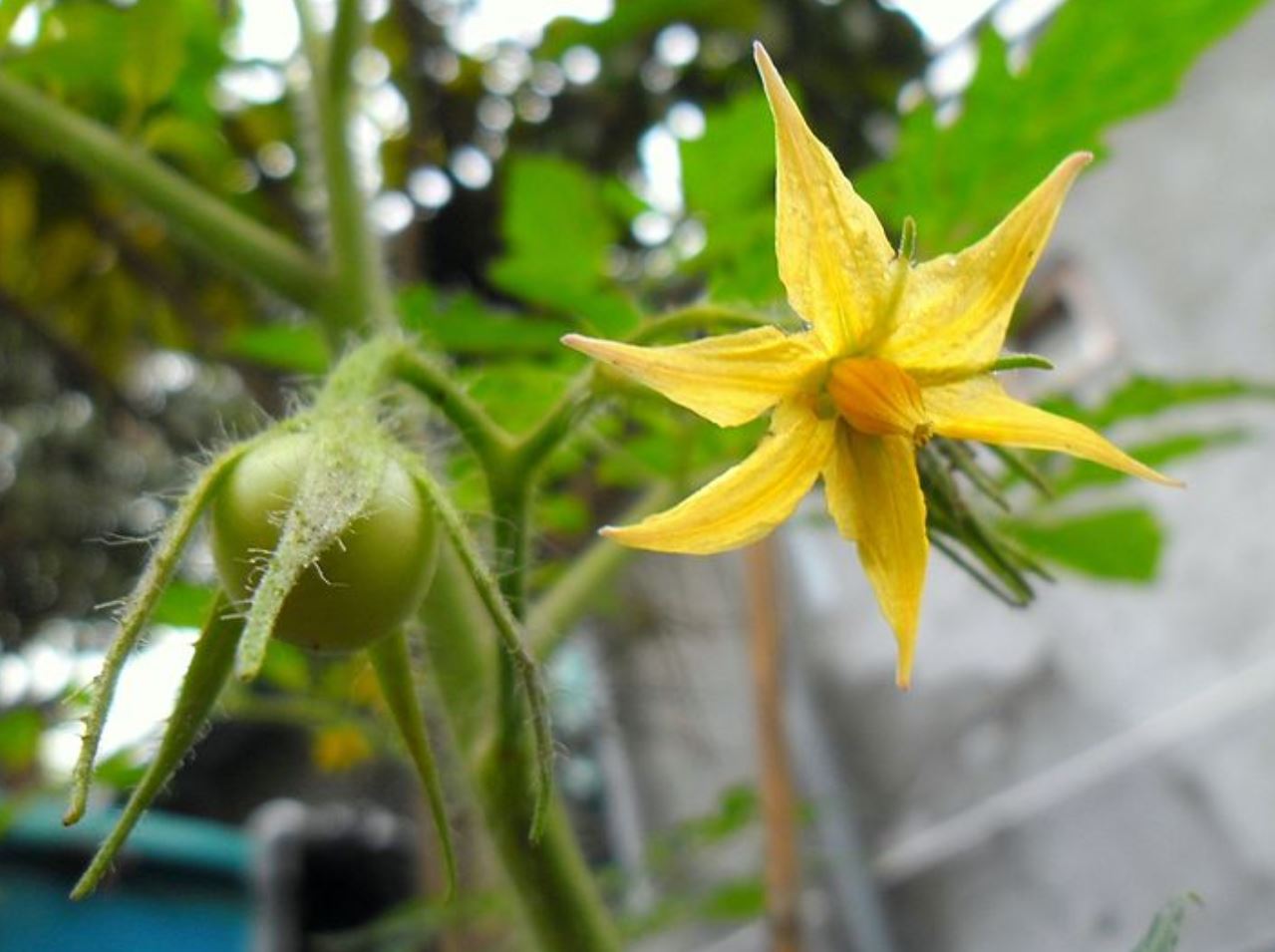 flower phys