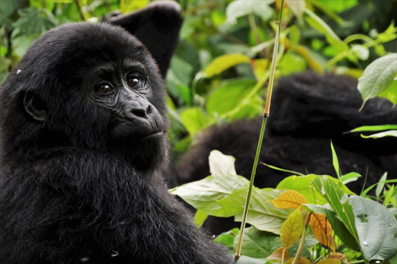 gorillas gorillas