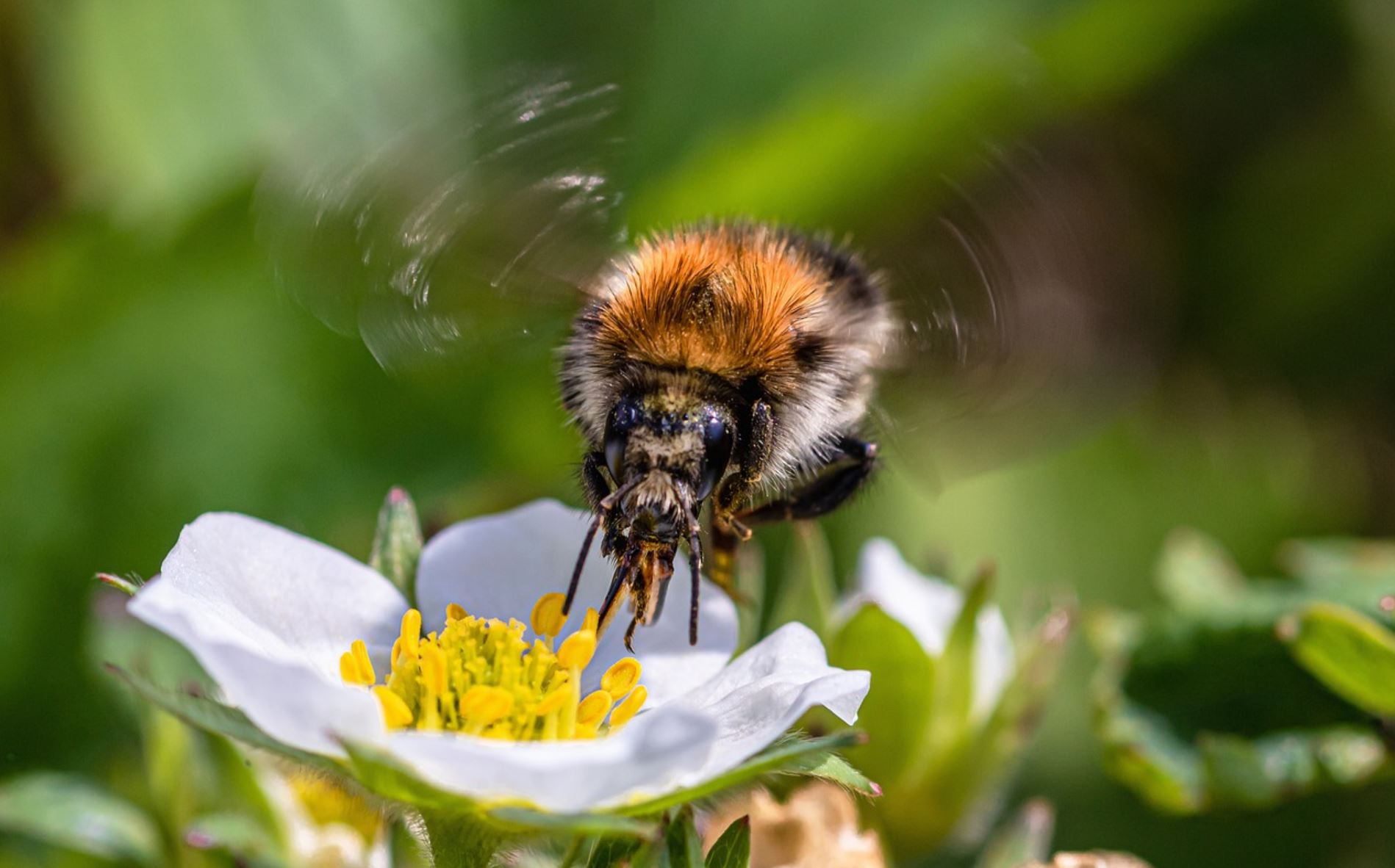 bumblebee pix
