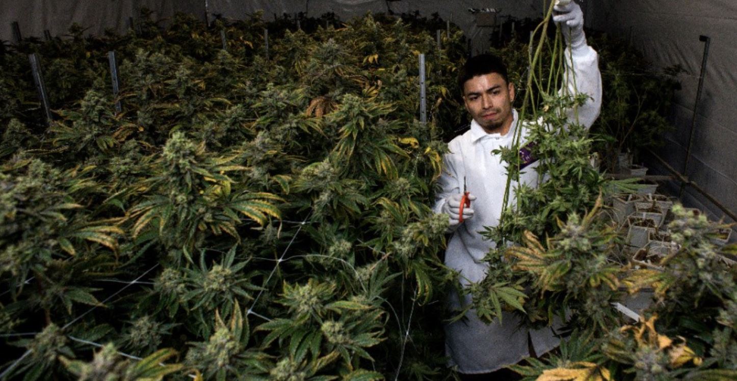 cannabis harvest getty common dreams