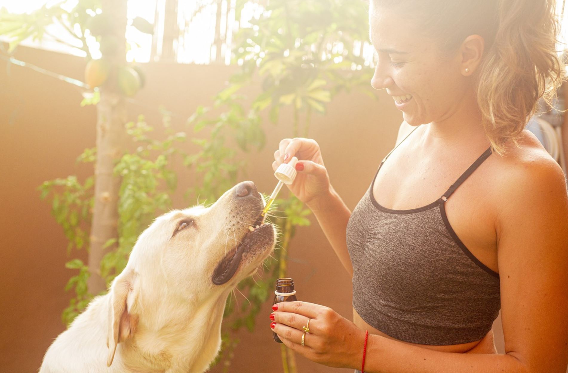 Cannabis Prohibition: Perspectives in Veterinary Medicine
