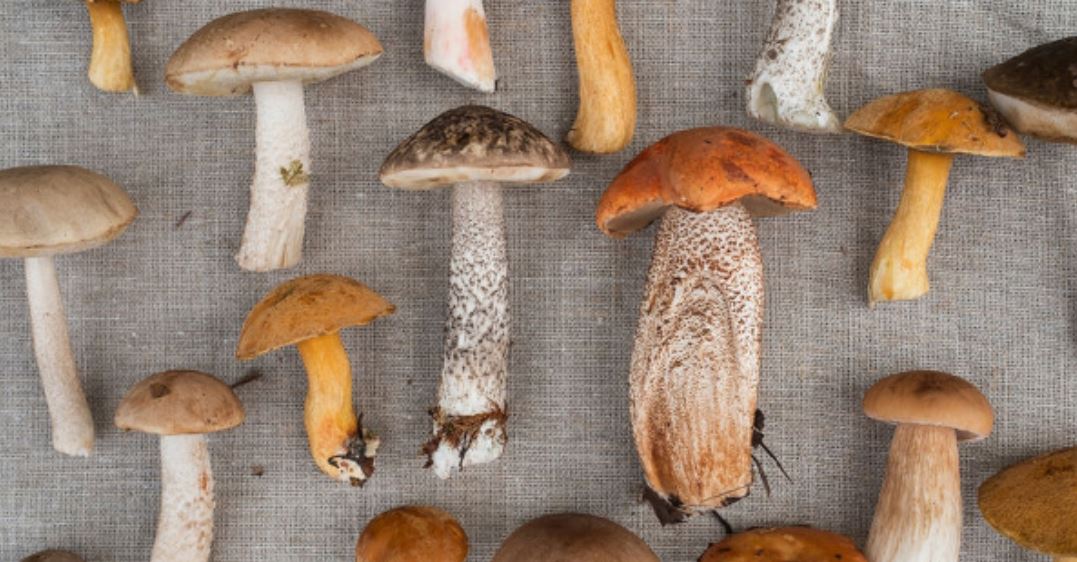 medicinal mushrooms medicinal mushrooms