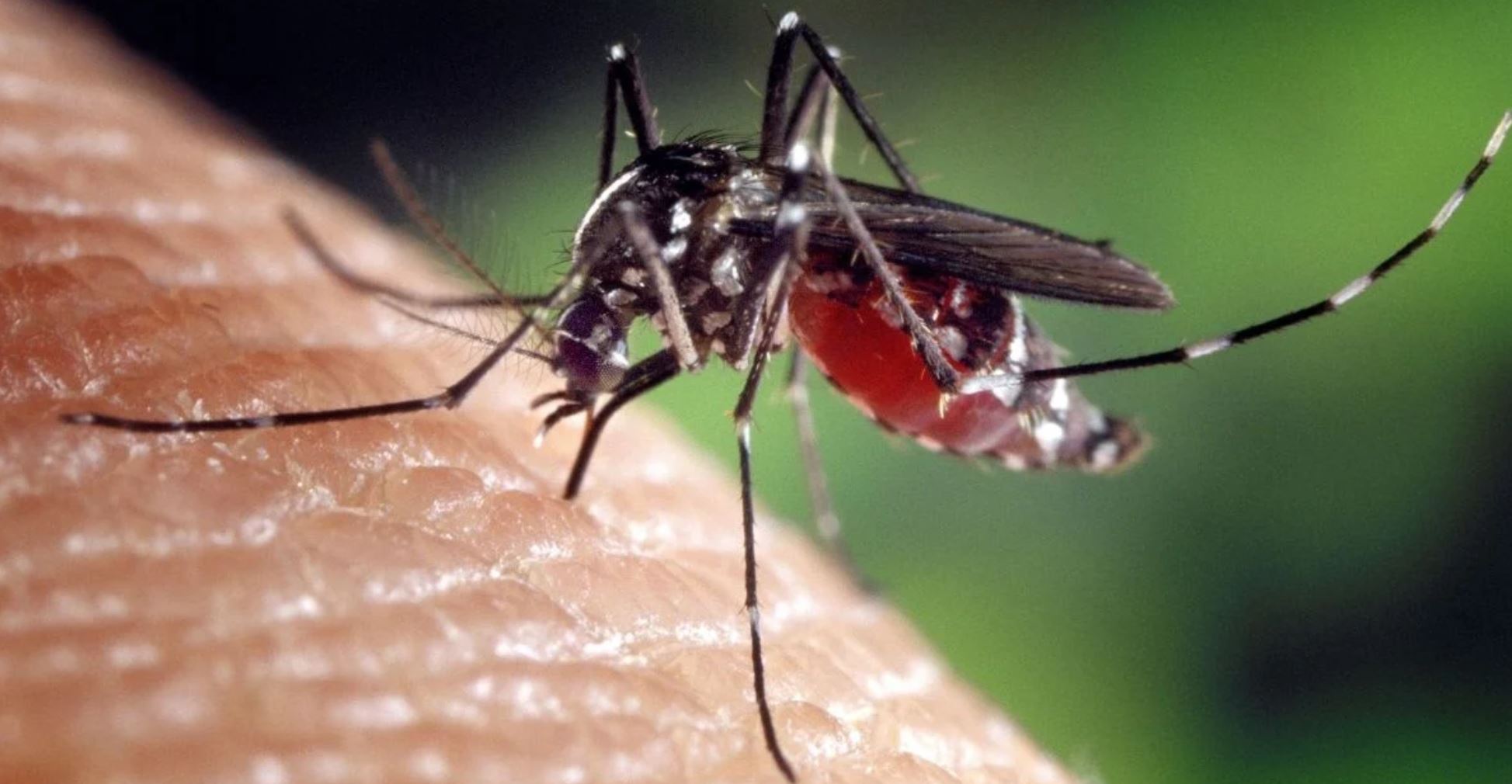 mosquito tmu