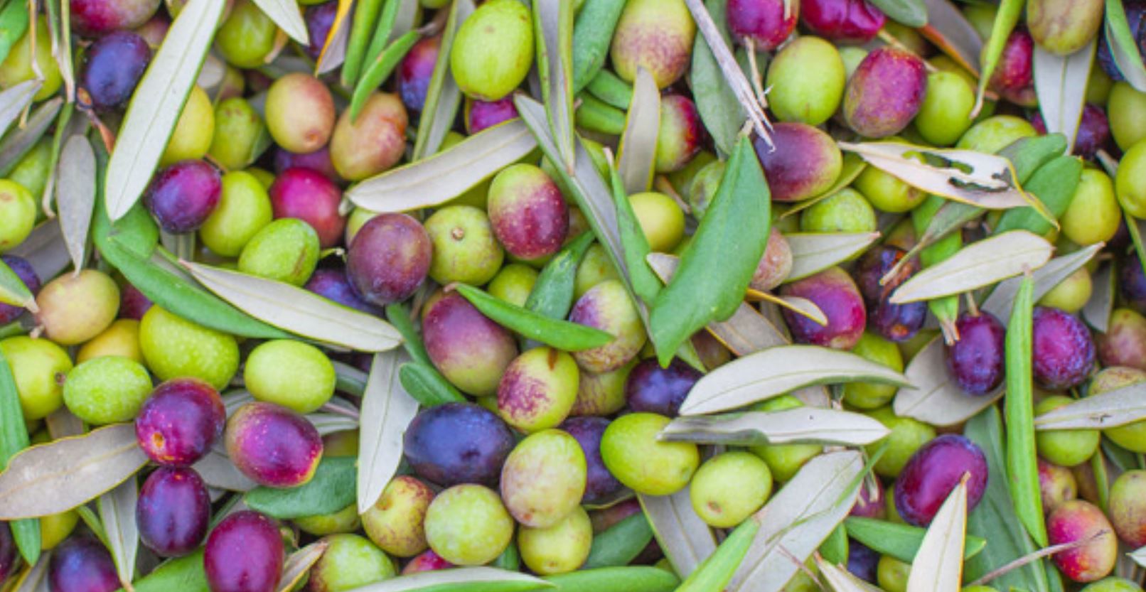 olives