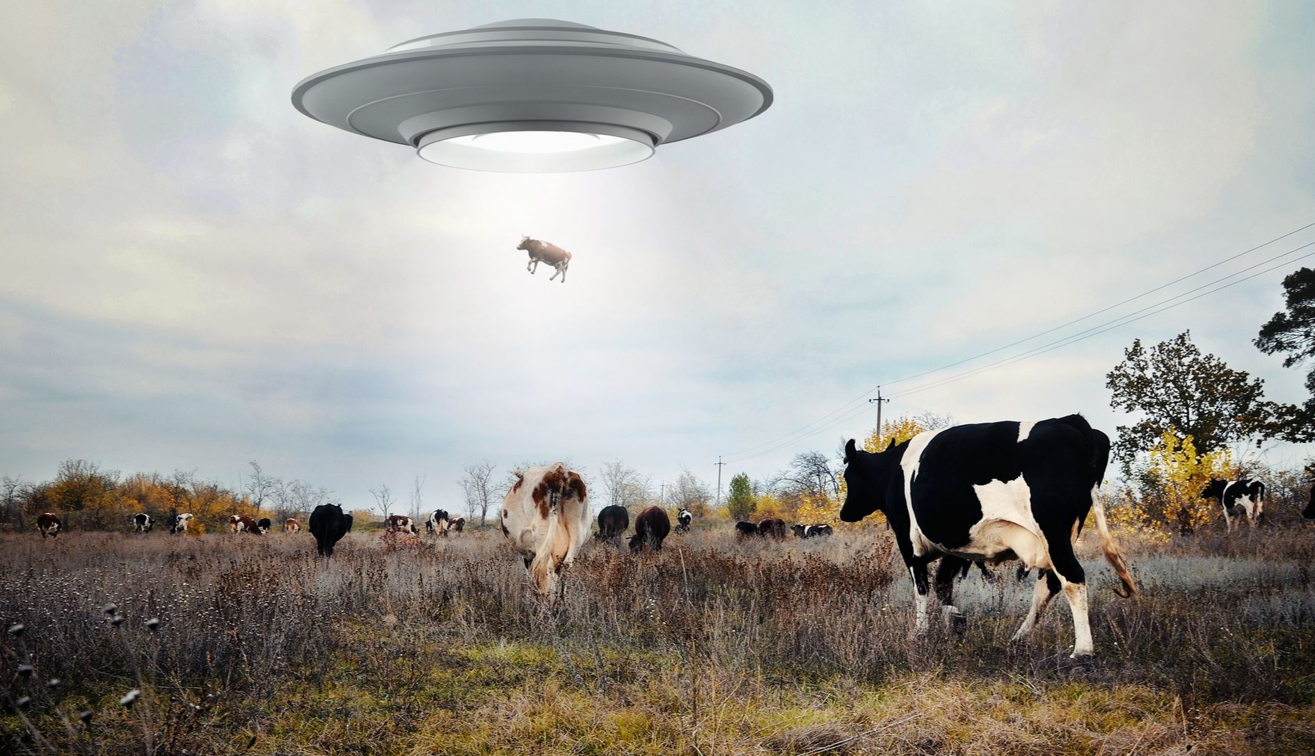 raw milk raw deal aier