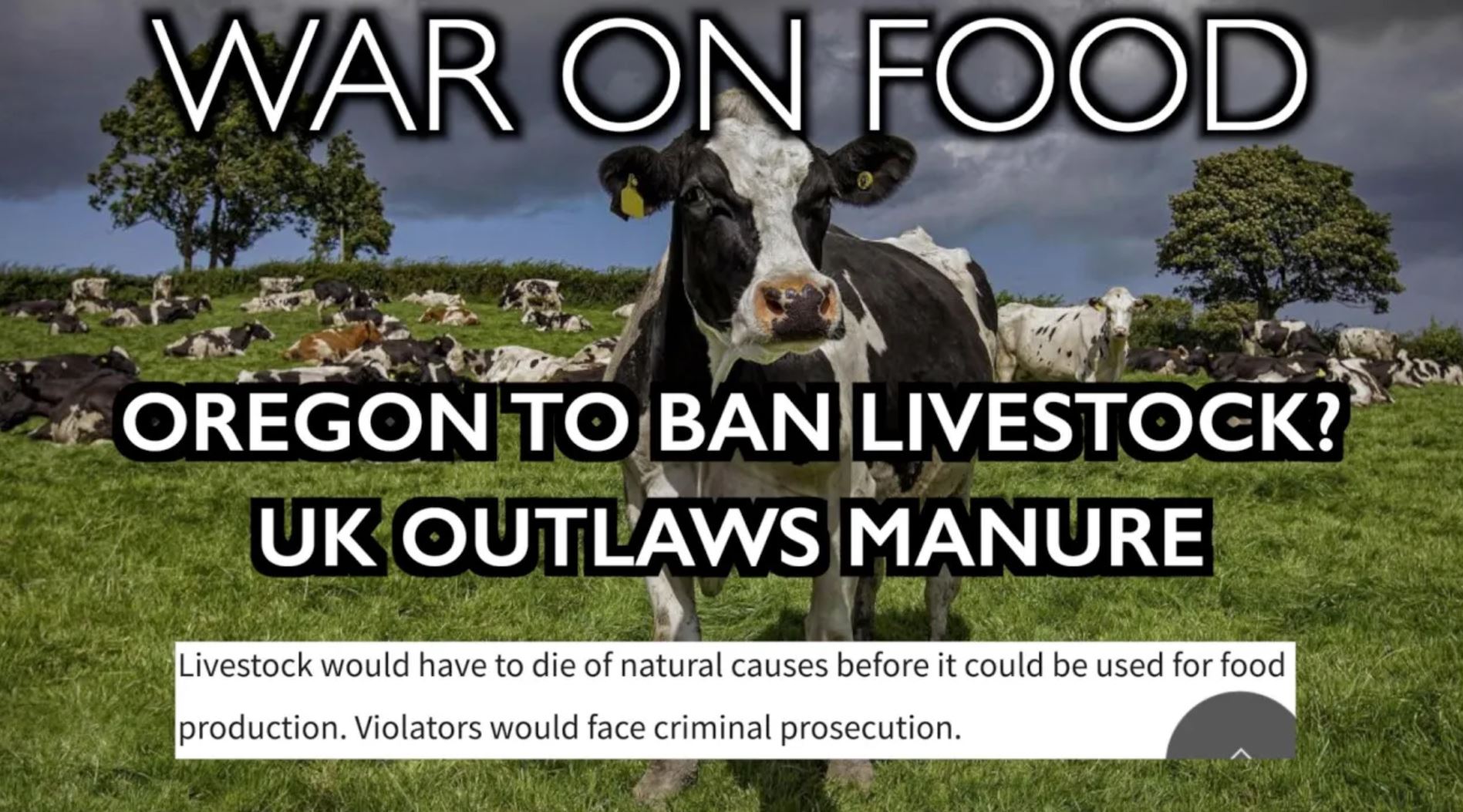 war on food war on food