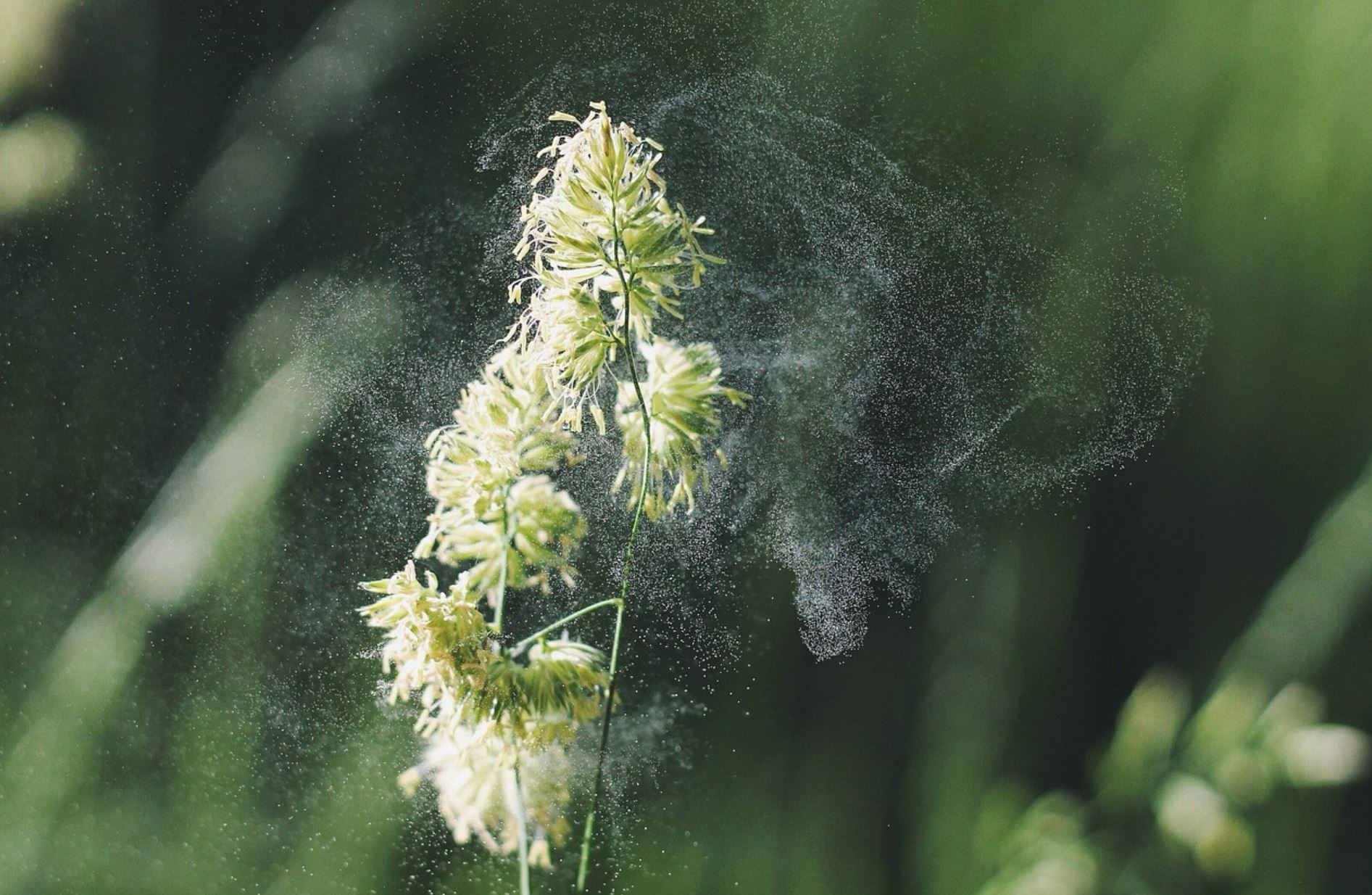 allergies pollen pix
