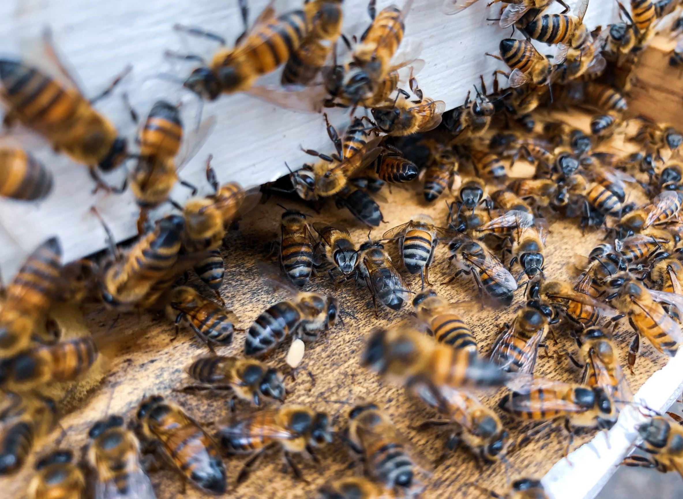 bees global voices