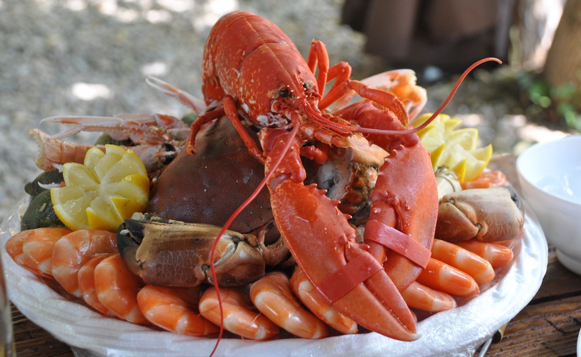 lobster pix