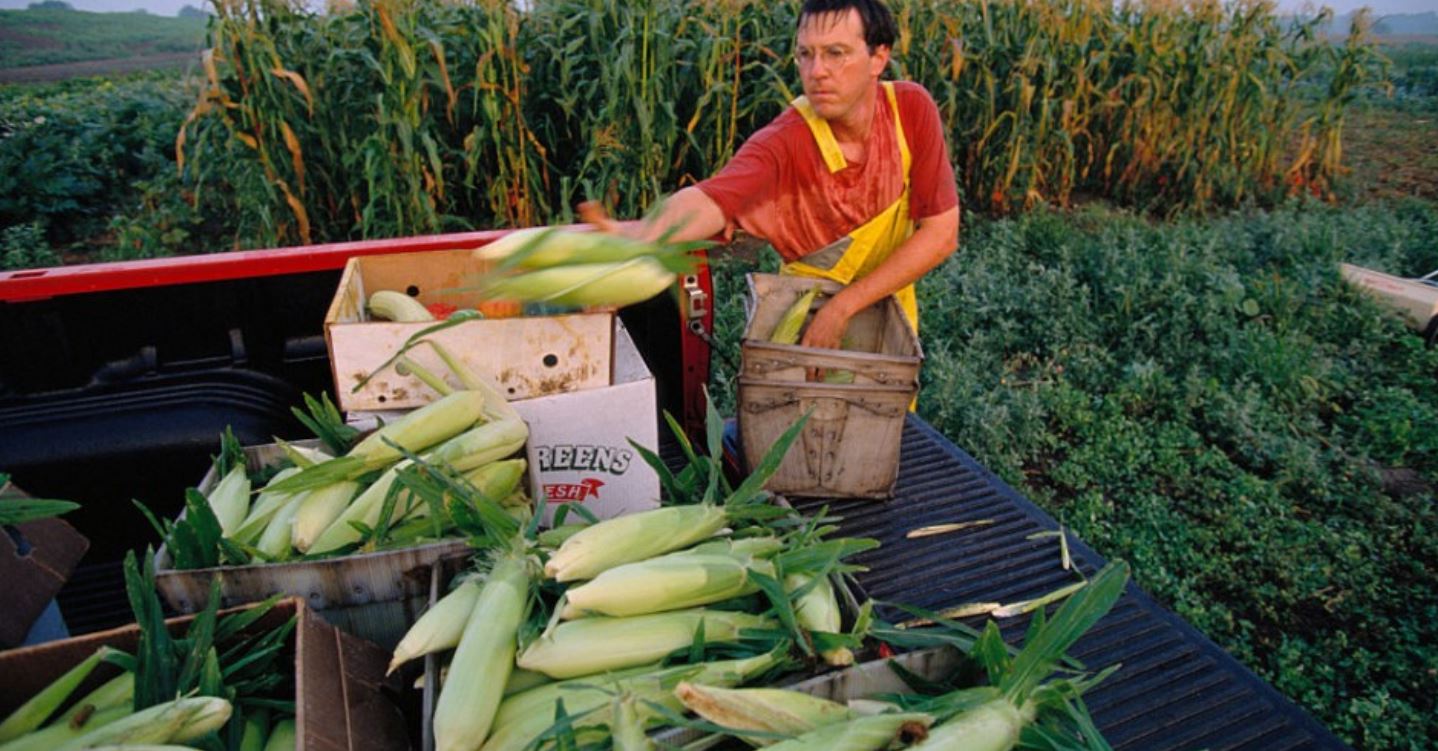 mexico gmo mexico gmo