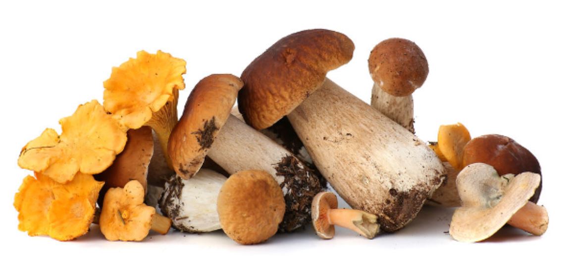 mushrooms gmi types mushrooms gmi types