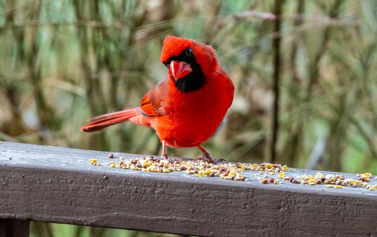 birds ecb
