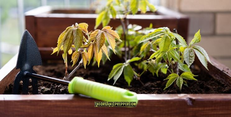 container garden op container garden op