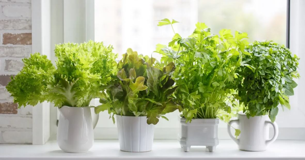 indoor gardening indoor gardening