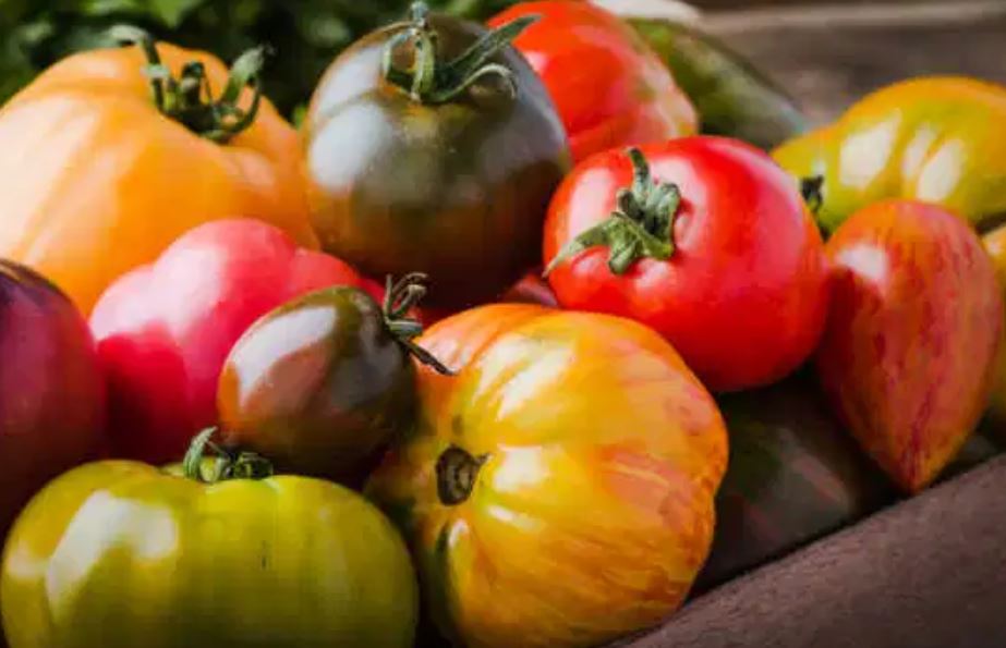 tomato harvest rn tomato harvest rn